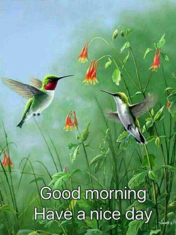 Good Morning Hummingbird Have A Nice Day