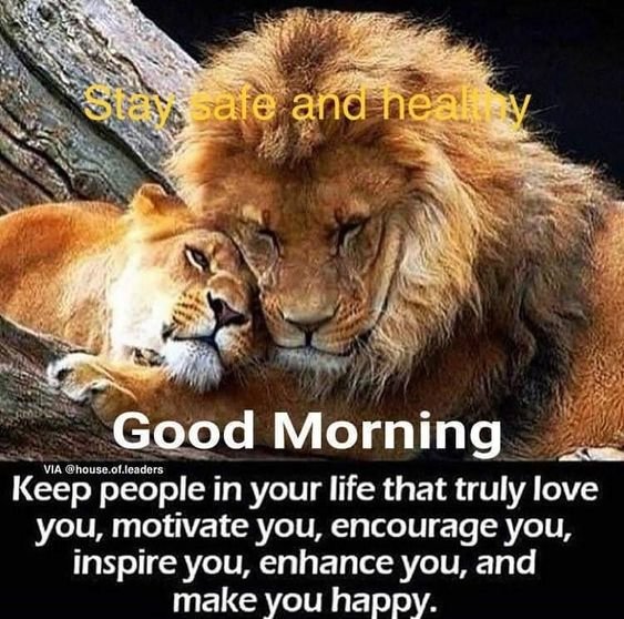 Good Morning Lion Quote Stay Safe