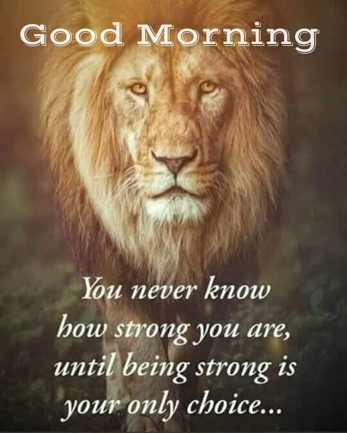 Good Morning Lion Quote