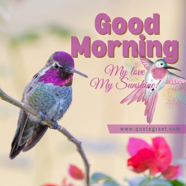 Good Morning My Love My Sunshine Hummingbird Romantic