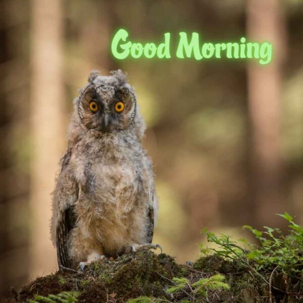 Good Morning Owl Forest