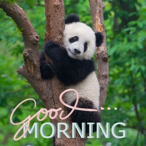 Good Morning Panda Image
