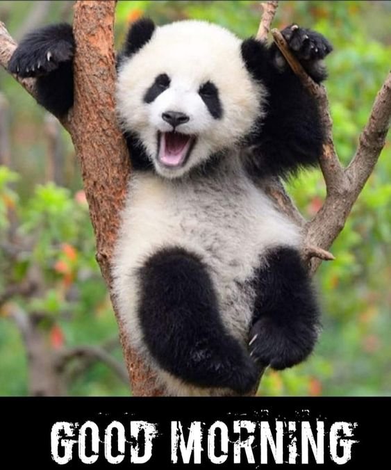 Good Morning Panda Pic