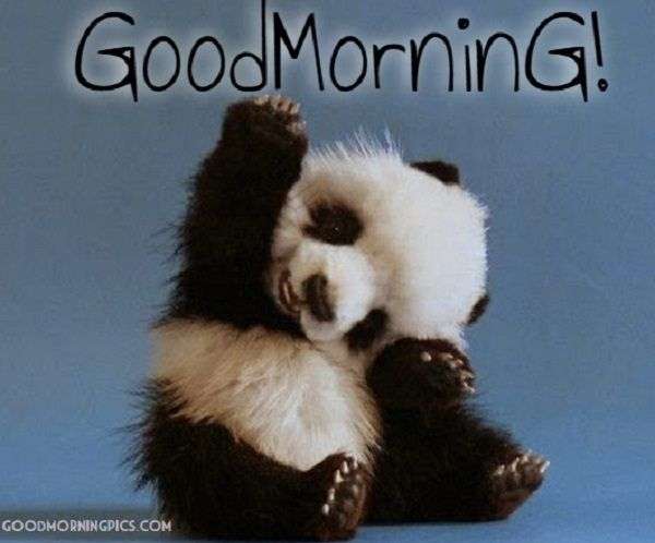 Good Morning Panda