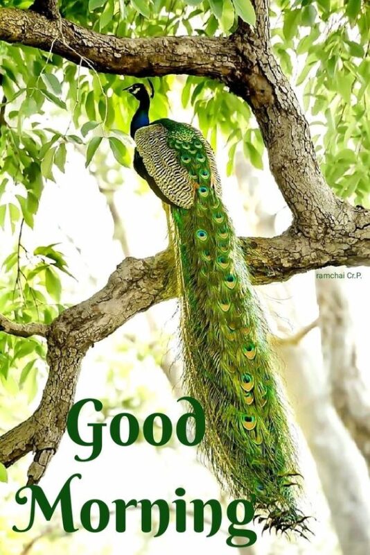 Good Morning Peacock Photo