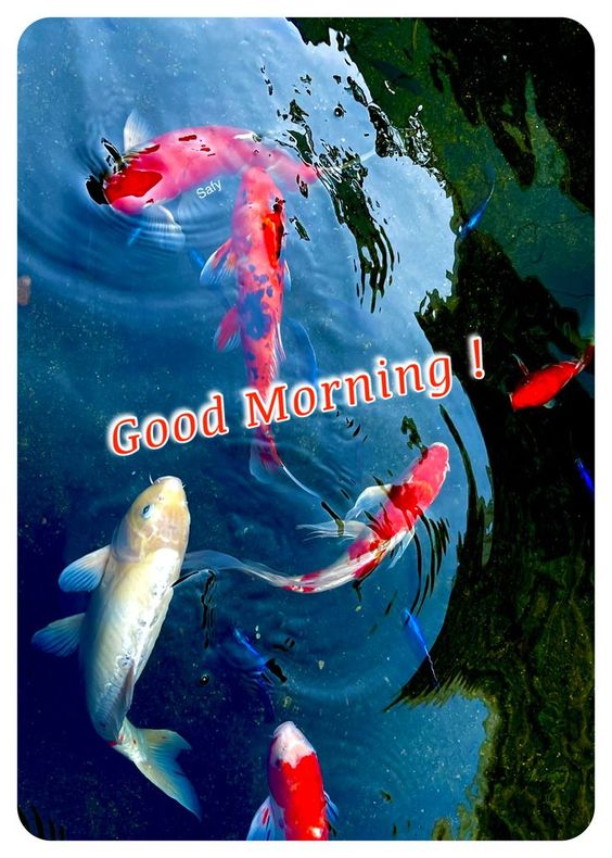 Good Morning Pond Fish