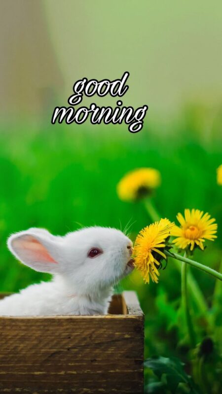Good Morning Rabbit Image