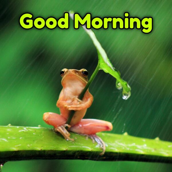 Good Morning Rain Frog Images
