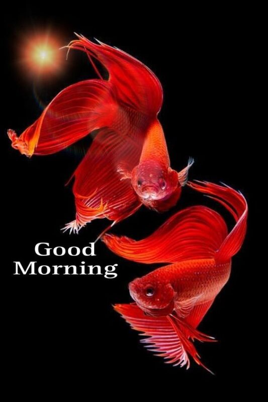 Good Morning Red Fish Picture