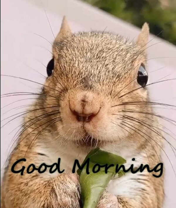Good Morning Squirrel