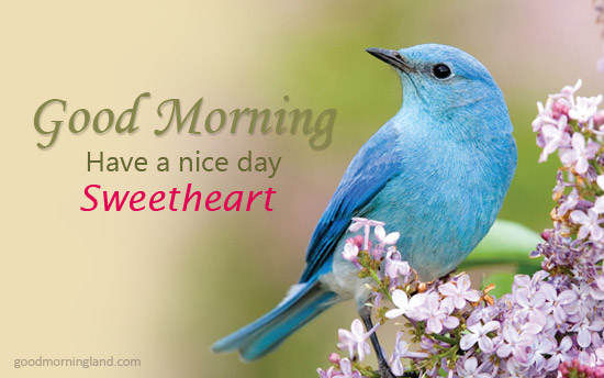 Good Morning Sweetheart Love Birds Images