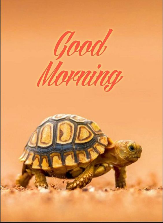 Good Morning Turtle Picture