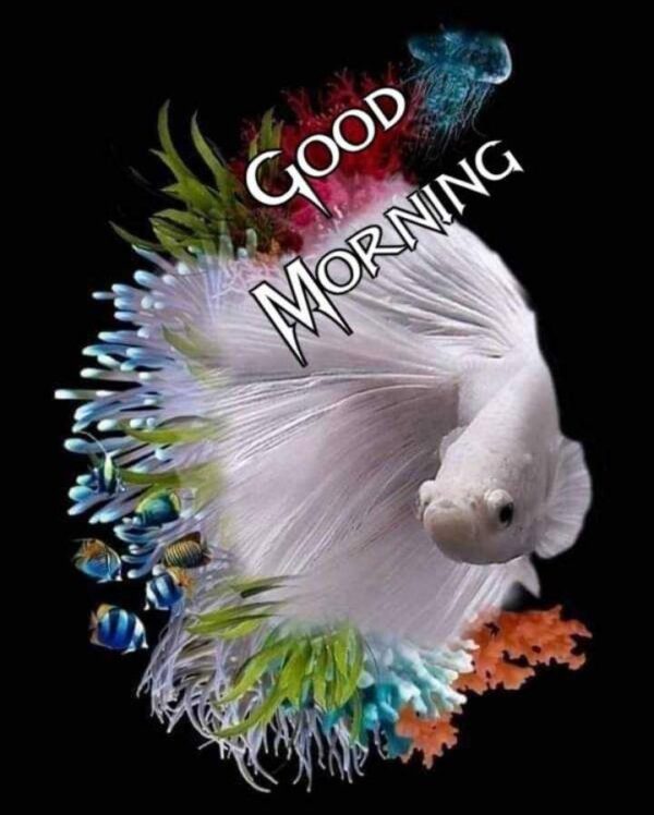 Good Morning White Fish