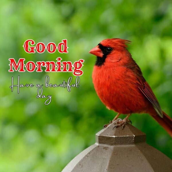Good Morning With A Beautiful Bird Pics