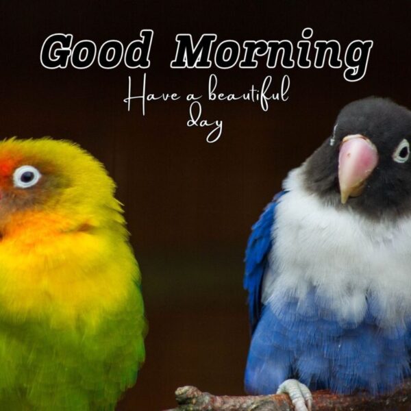 Good Morning With A Beautiful Bird Picture