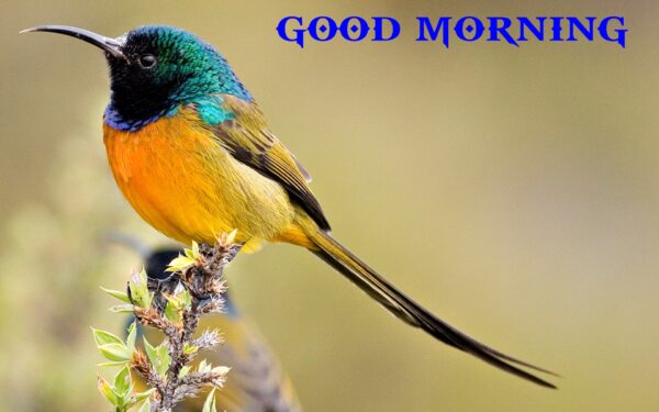Good Morning With Beautiful Bird