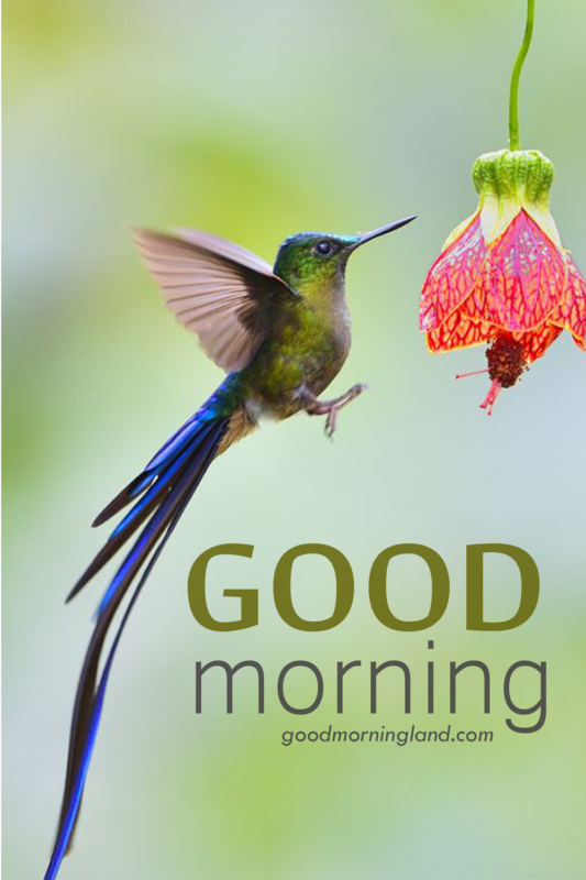 Good Morning World Birds On Twitter