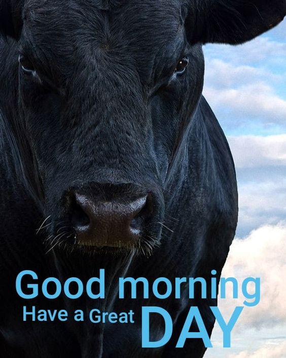 Good Morning Cute Cow Have A Great Day