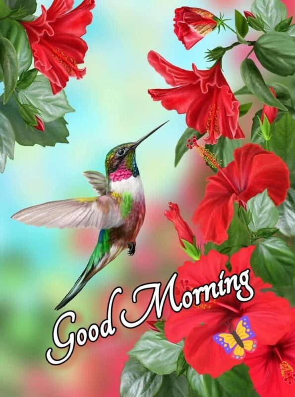 Happy Morning Hummingbird Pic