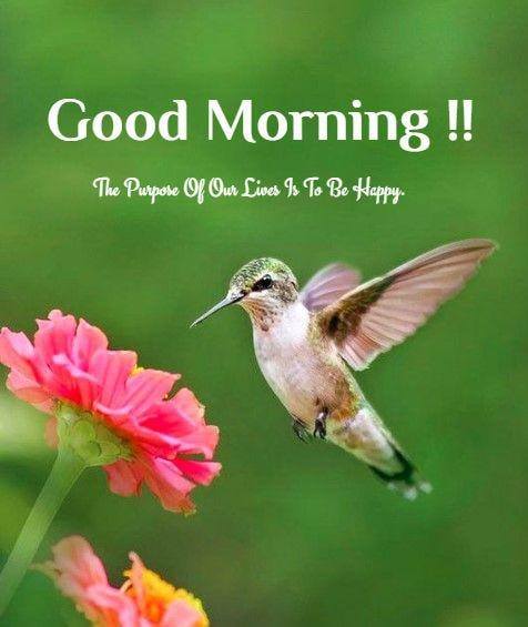 Happy Morning Hummingbird