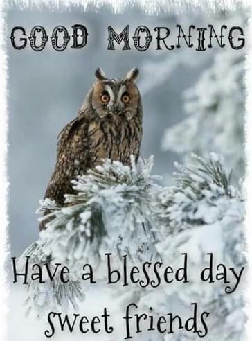 Have A Blessed Day Morning Owl