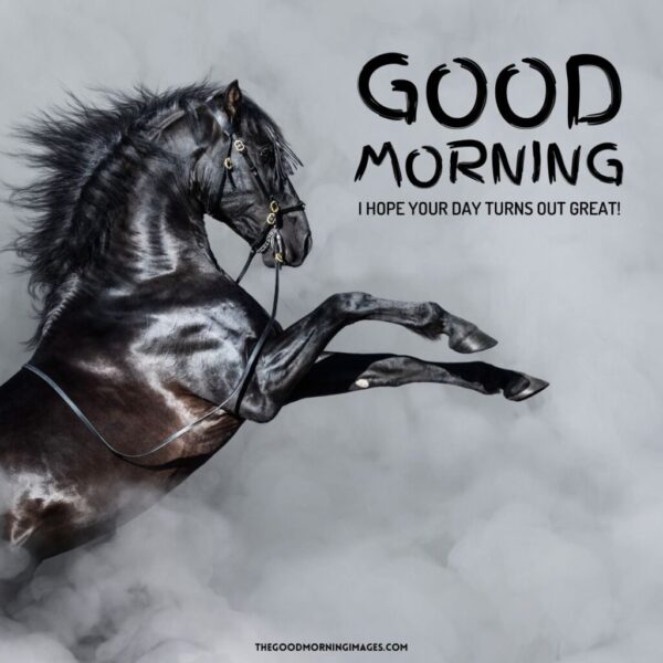 Horse Good Morning Image