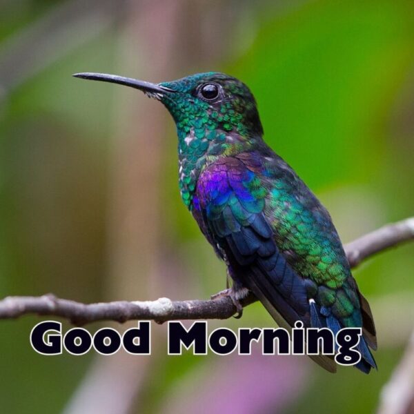 Hummingbird Good Morning Pic