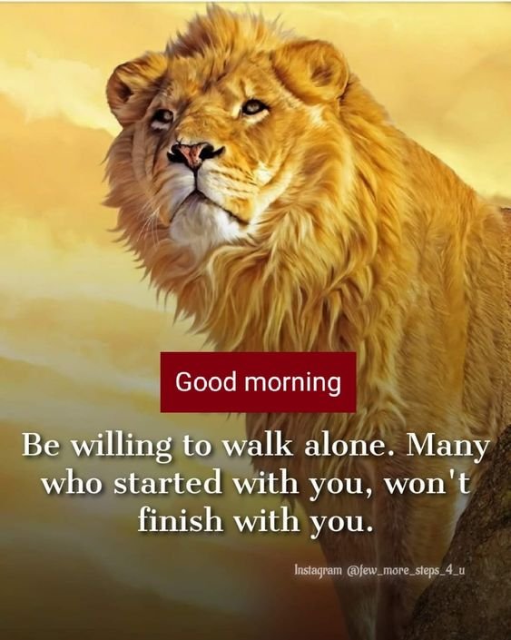 Lion Animal Good Morning Image