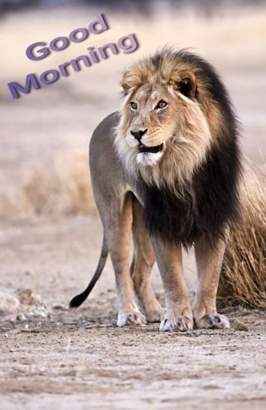 Lion Good Morning Pic
