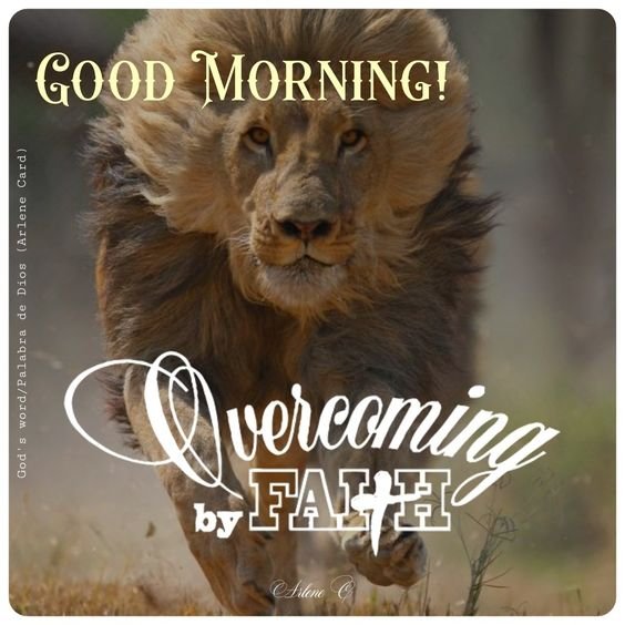 Lion Good Morning Picture