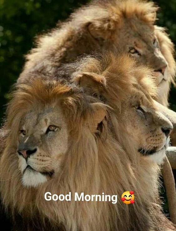 Lion Good Morning Quote Pics