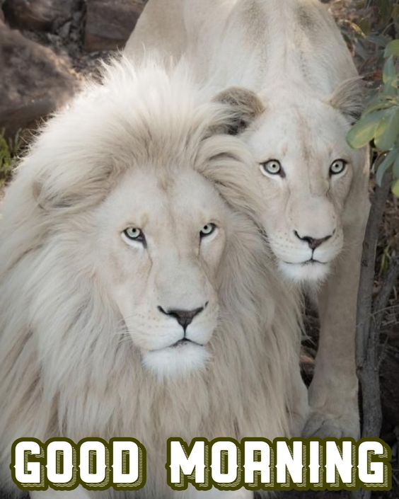 Lion Good Morning Quote Picture