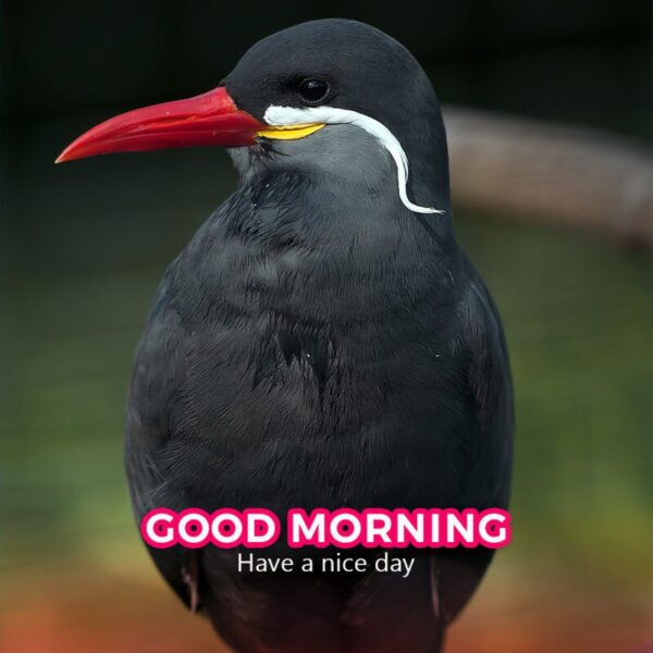 Morning Beautiful Bird