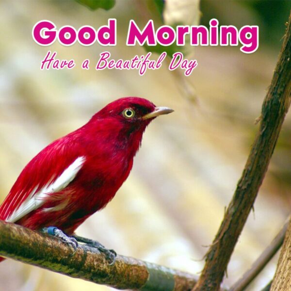 Morning Beautiful Bird Images