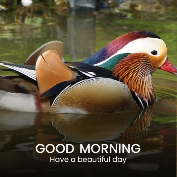 Morning Beautiful Bird Photo
