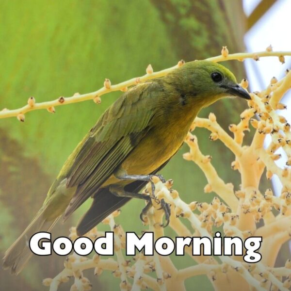 Morning Beautiful Birds Images
