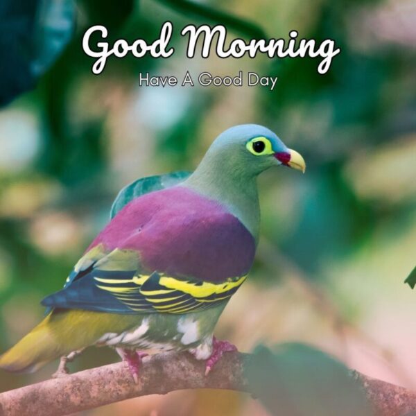 Morning Birds Image