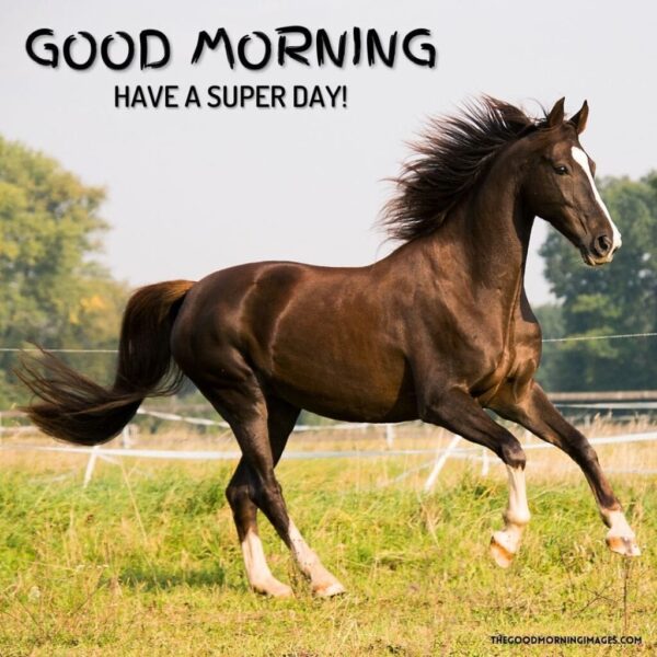 Morning Horse Have A Super Day