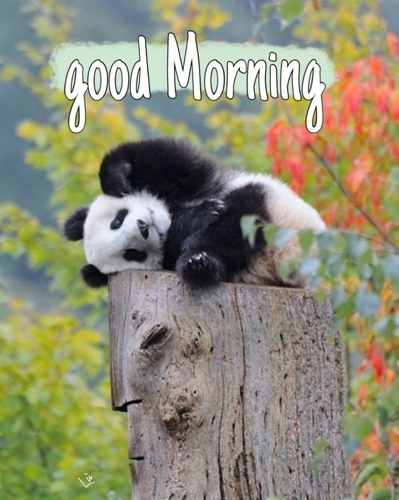 Morning Panda Image