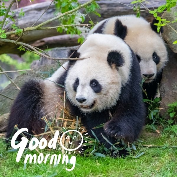 Morning Panda Picture