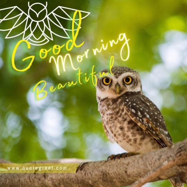 Owl’s Image With Good Morning Beautiful