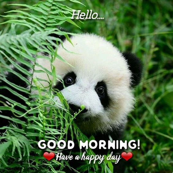 Panda Good Morning Pic