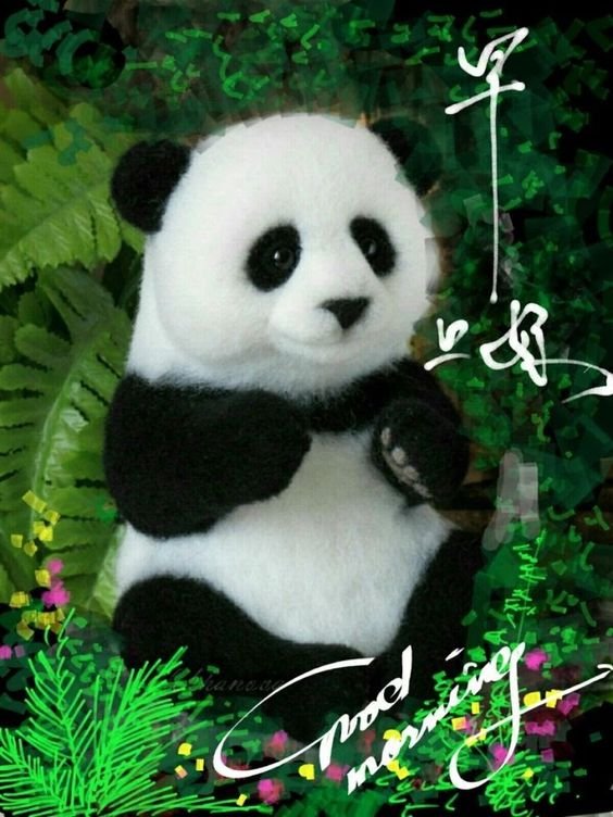 Panda Good Morning Picture