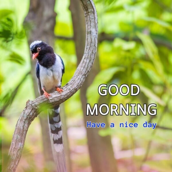 Sweet Good Morning Bird Picture