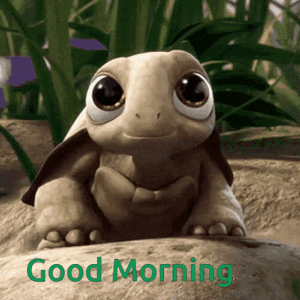Turtle Good Morning