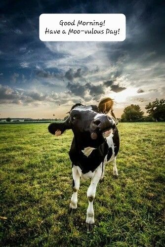 Wonderful Good Morning Cow Photo
