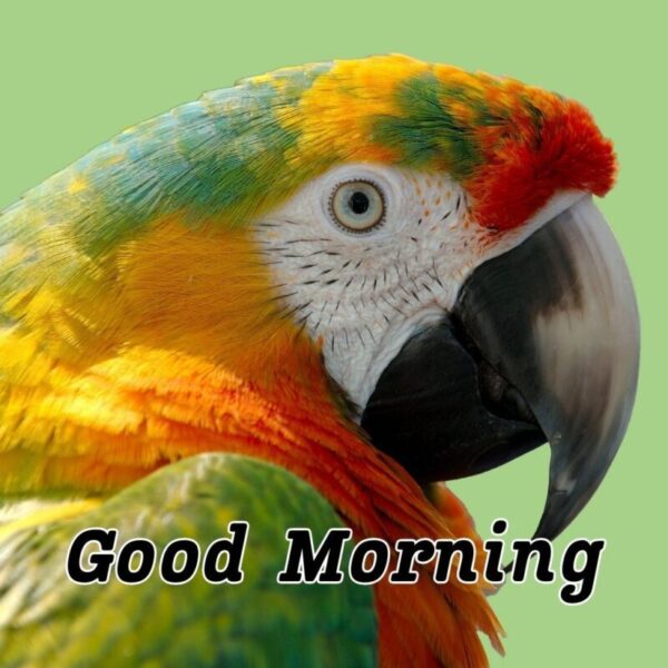 Wonderful Morning Beautiful Bird Image