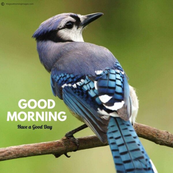 Wonderful Morning Beautiful Bird Pic