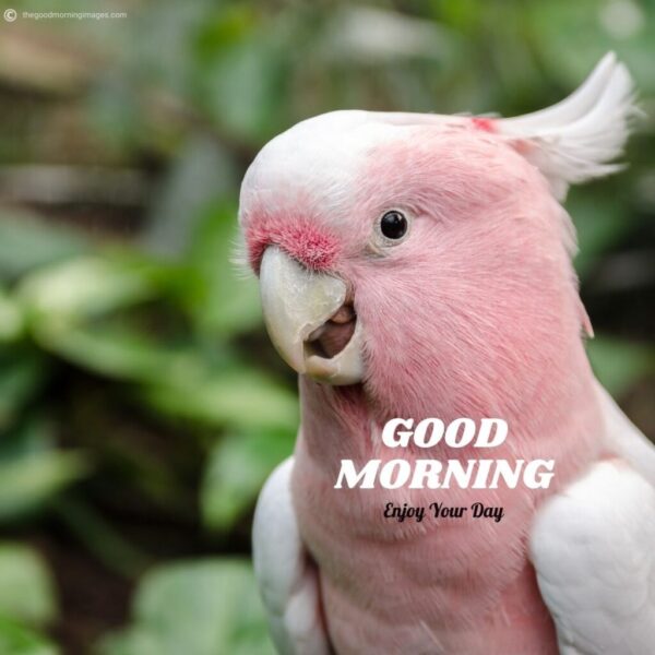 Wonderful Morning Beautiful Birds Picture