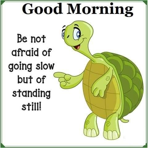 Wonderful Morning Beautiful Turtle Photo